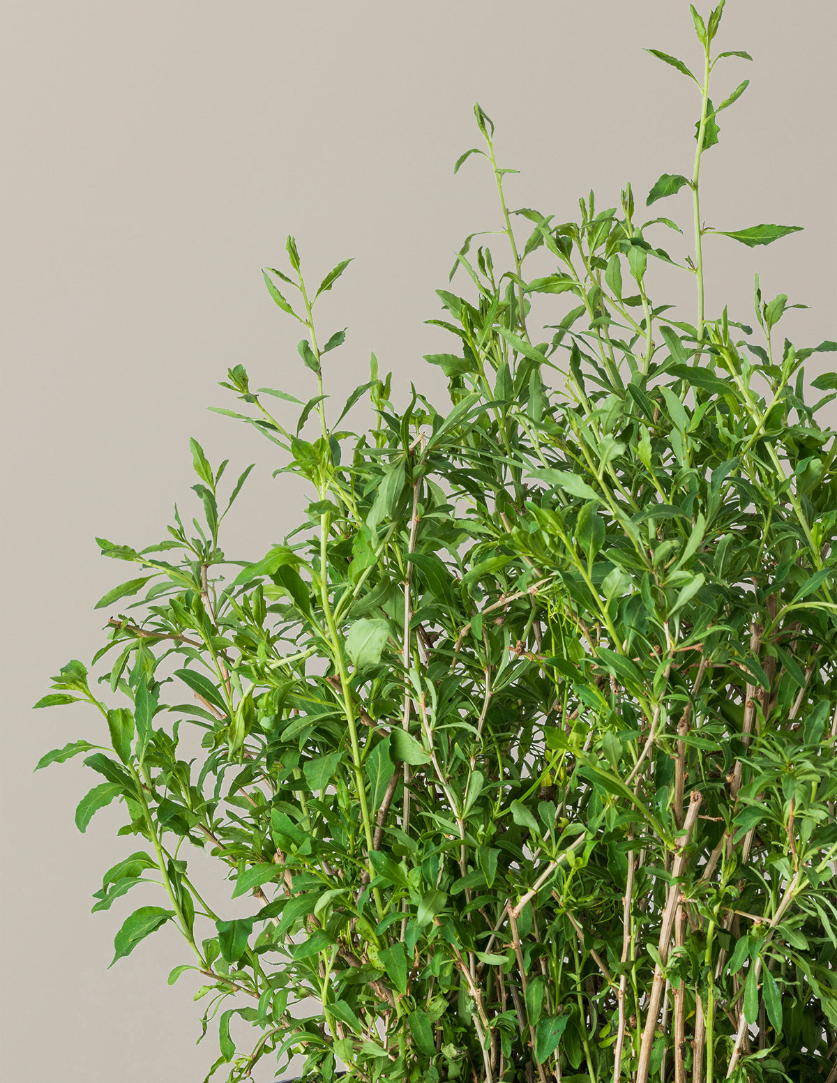Goji Berry
