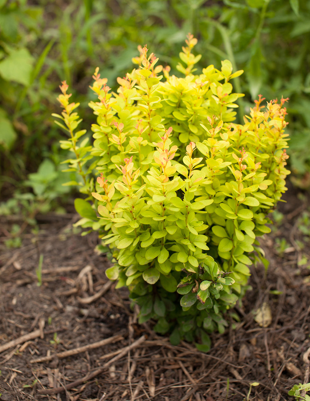 Golden Barberry