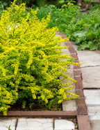 Golden Barberry