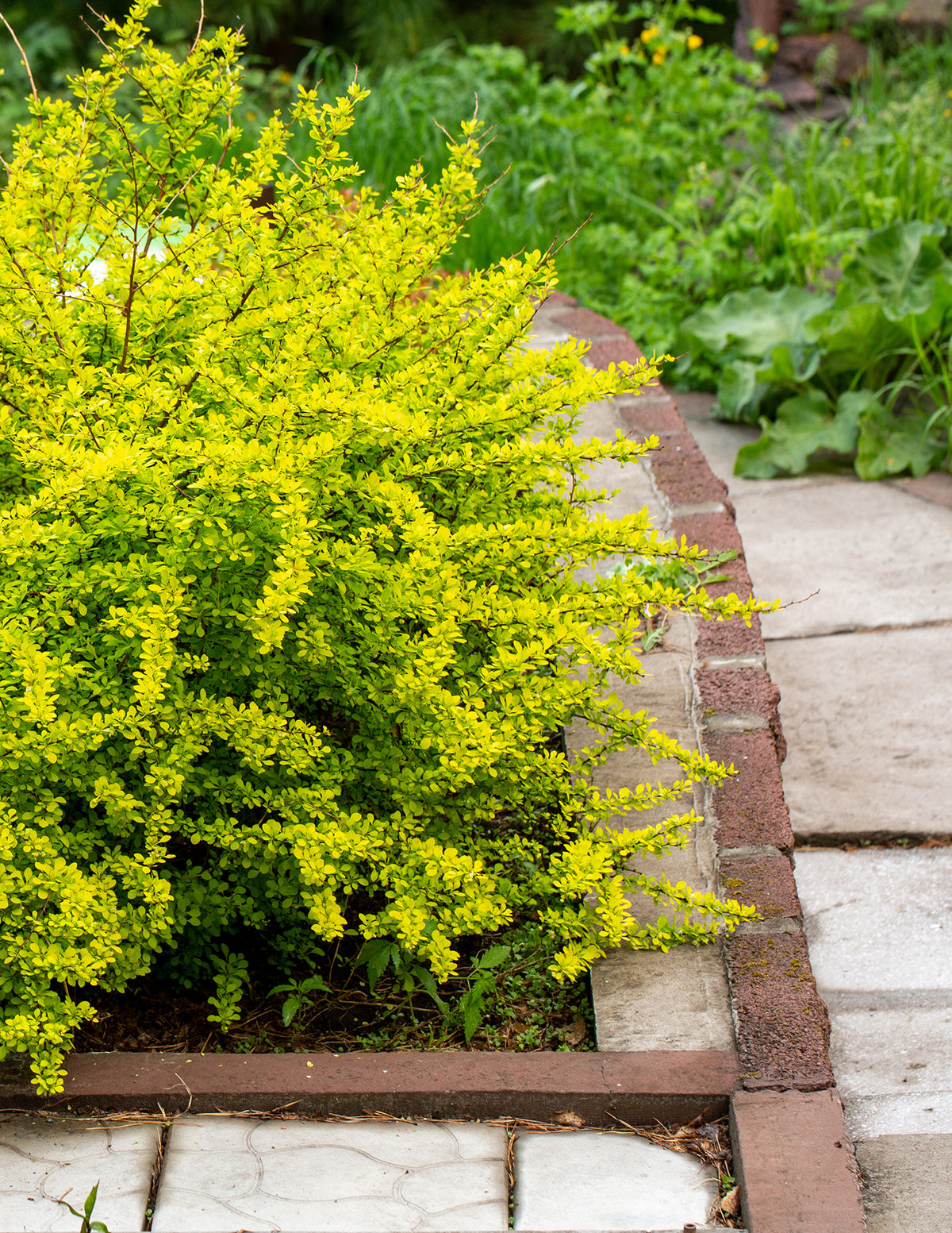 Golden Barberry
