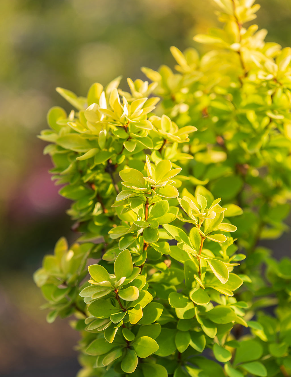 Golden Barberry