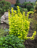 Golden Barberry