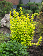 Golden Barberry