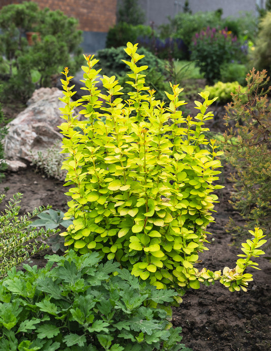 Golden Barberry