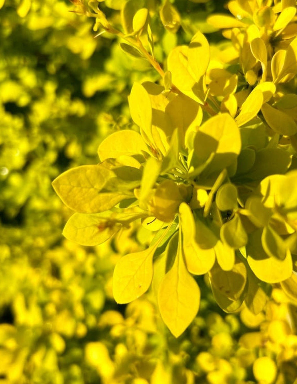Golden Barberry