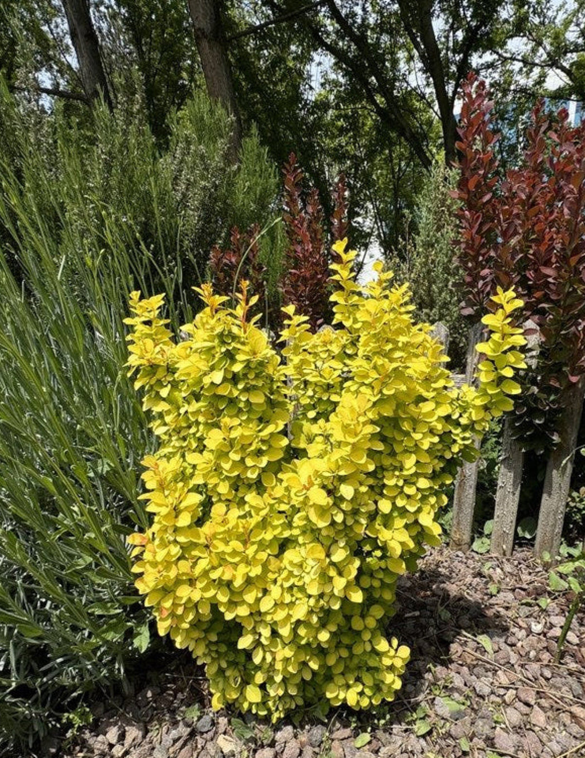 Golden Barberry