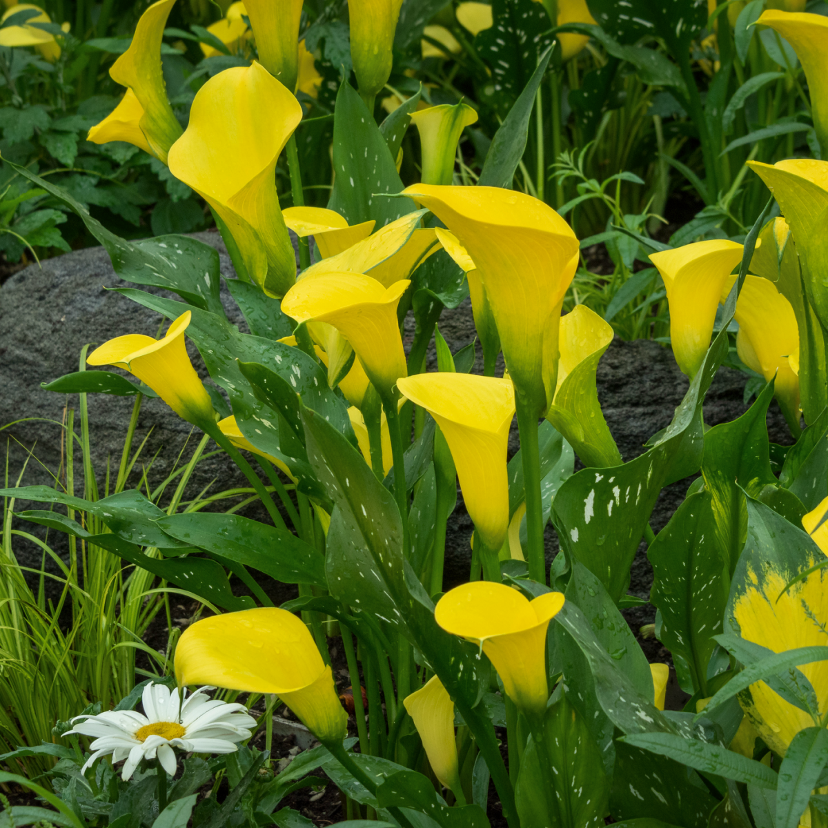 Golden Star Calla Lily Bulbs