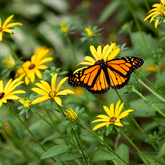 Goldsturm Black-Eyed Susan