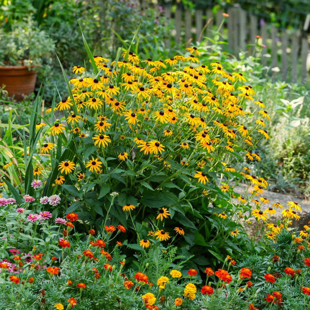black-eyed susan goldsturm rudbeckia - live plant - gallon pot Goldsturm Black-Eyed Susan