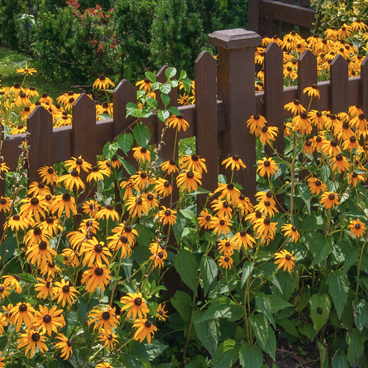black-eyed susan goldsturm rudbeckia - live plant - gallon pot Goldsturm Black-Eyed Susan