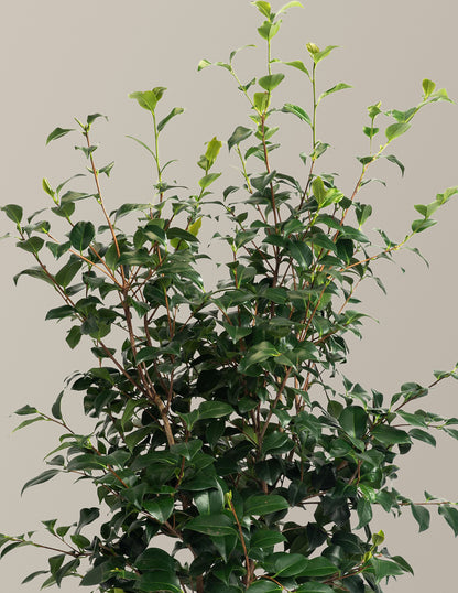 Greensboro Red Camellia