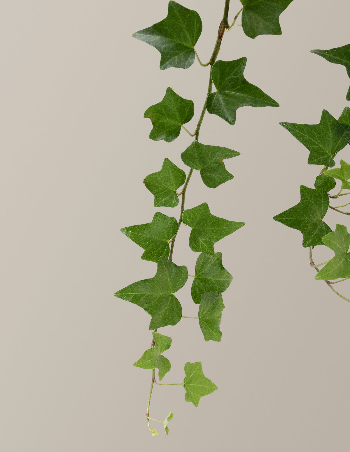 English Ivy Hanging Basket | Unique, rare, vining houseplants for delivery 