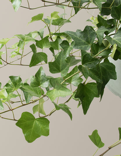 hanging english ivy plant English Ivy Hanging Basket | Unique, rare, vining houseplants for delivery