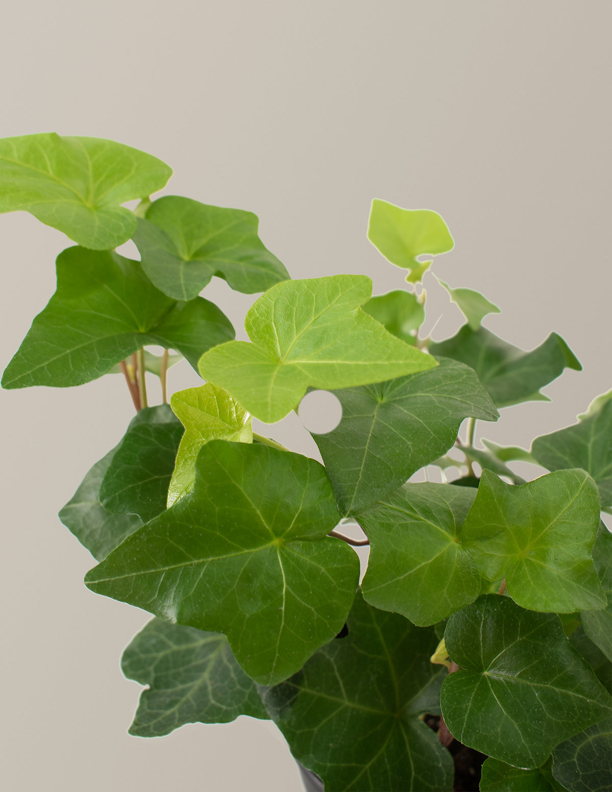 files/the-sill_HB-English-Ivy-8-inch_Gallery-4.jpg