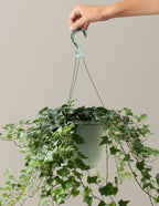 bundle | Medium | Grow Pot