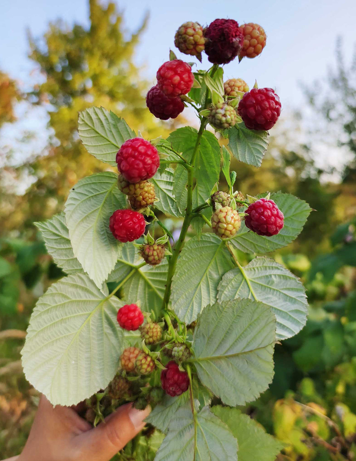 Heritage Raspberry