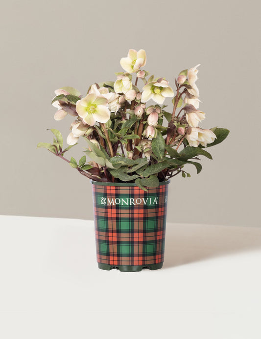Ivory Prince Hellebore