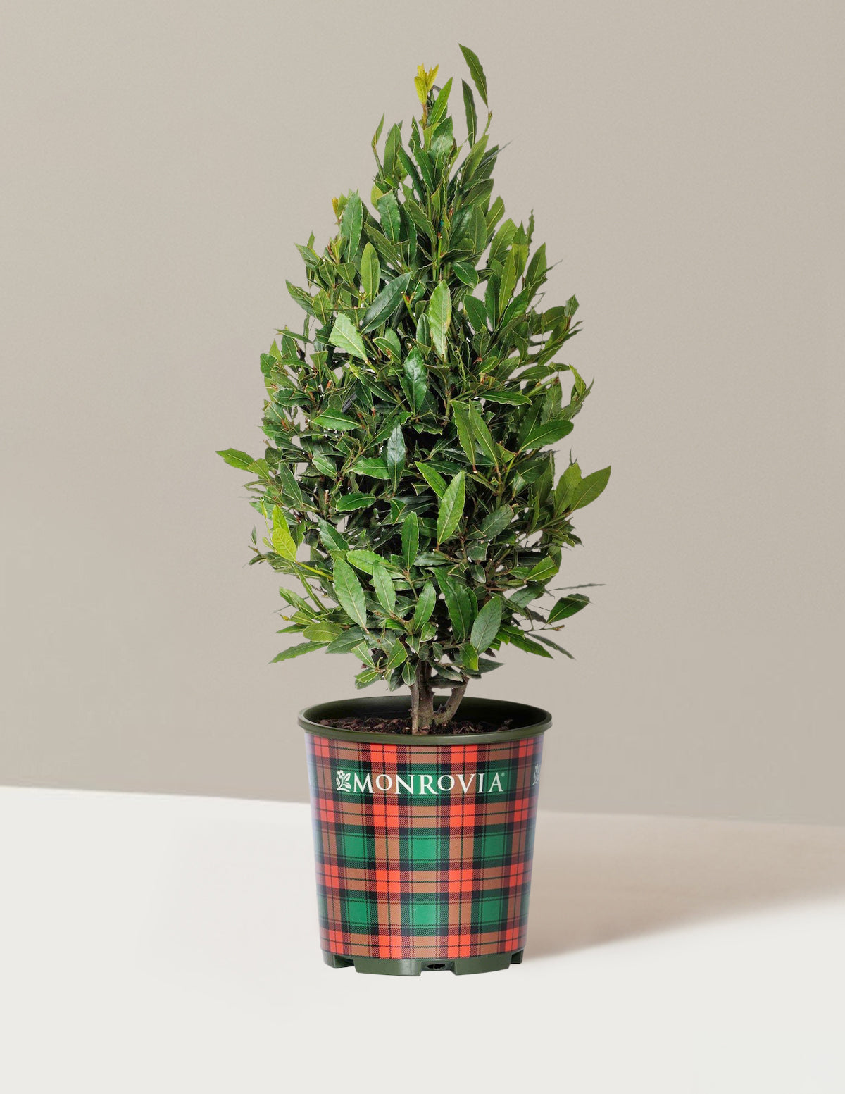 files/the-sill_Holiday_Items_Little_Ragu_Sweet_Bay.jpg