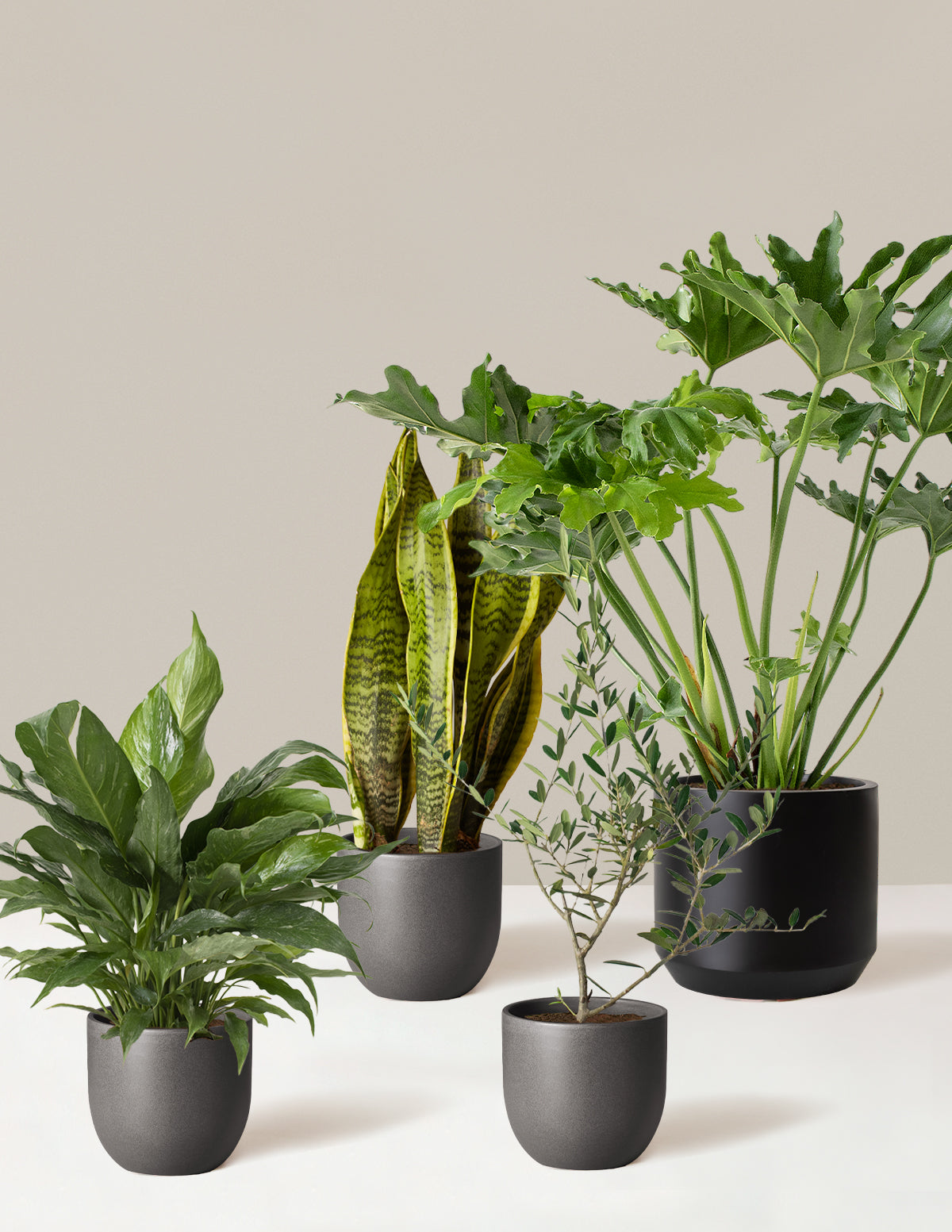 hope house plant ‘Hope Garden’ Houseplant Bundle