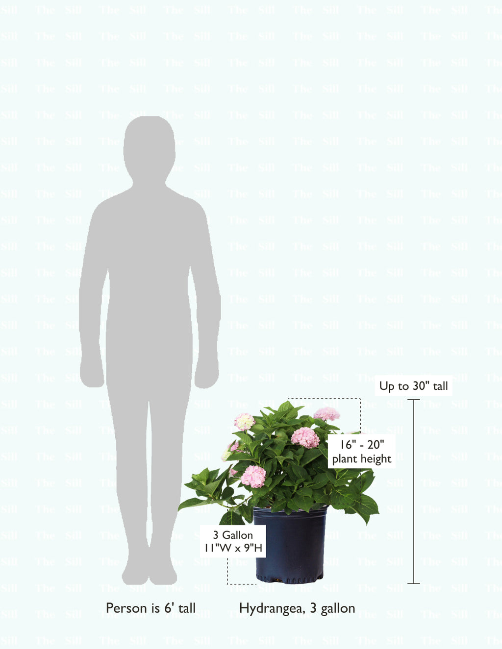 size-guide