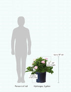 size-guide