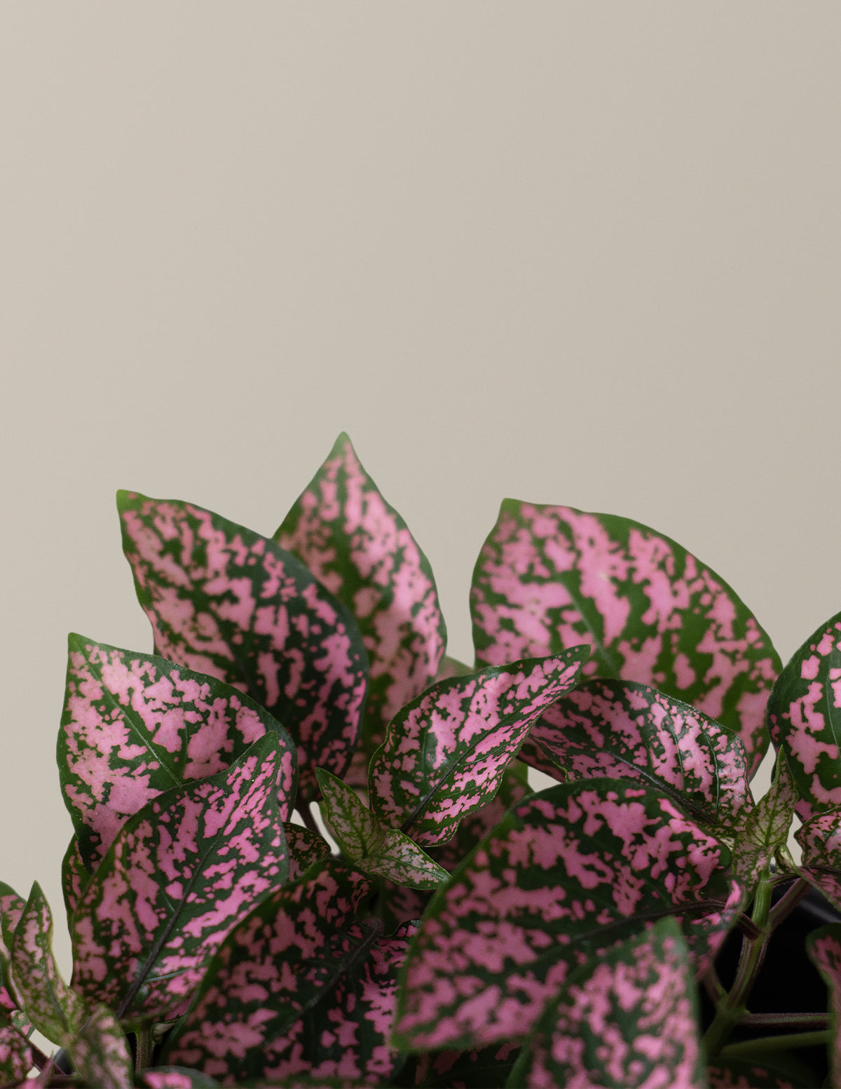 Pink Python Plant Pink Polka Dot Plant | Indoor Houseplants for Delivery | The Sill