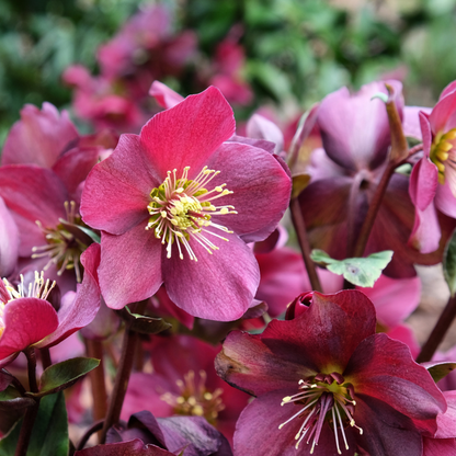 Ice N' Roses® Red Helleborus