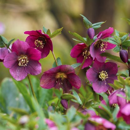 Ice N' Roses® Red Helleborus