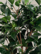 Jack's Camellia