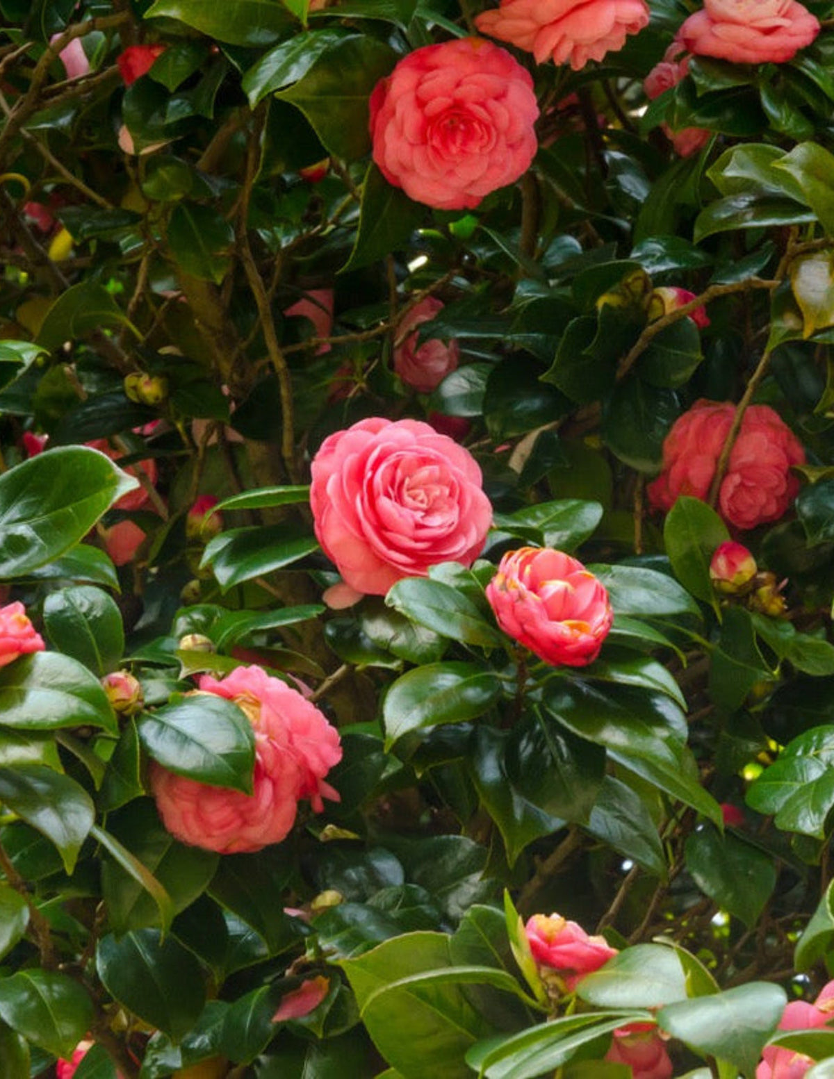 files/the-sill_Jacks-Camellia_gallery-001.jpg