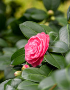 Jack's Camellia