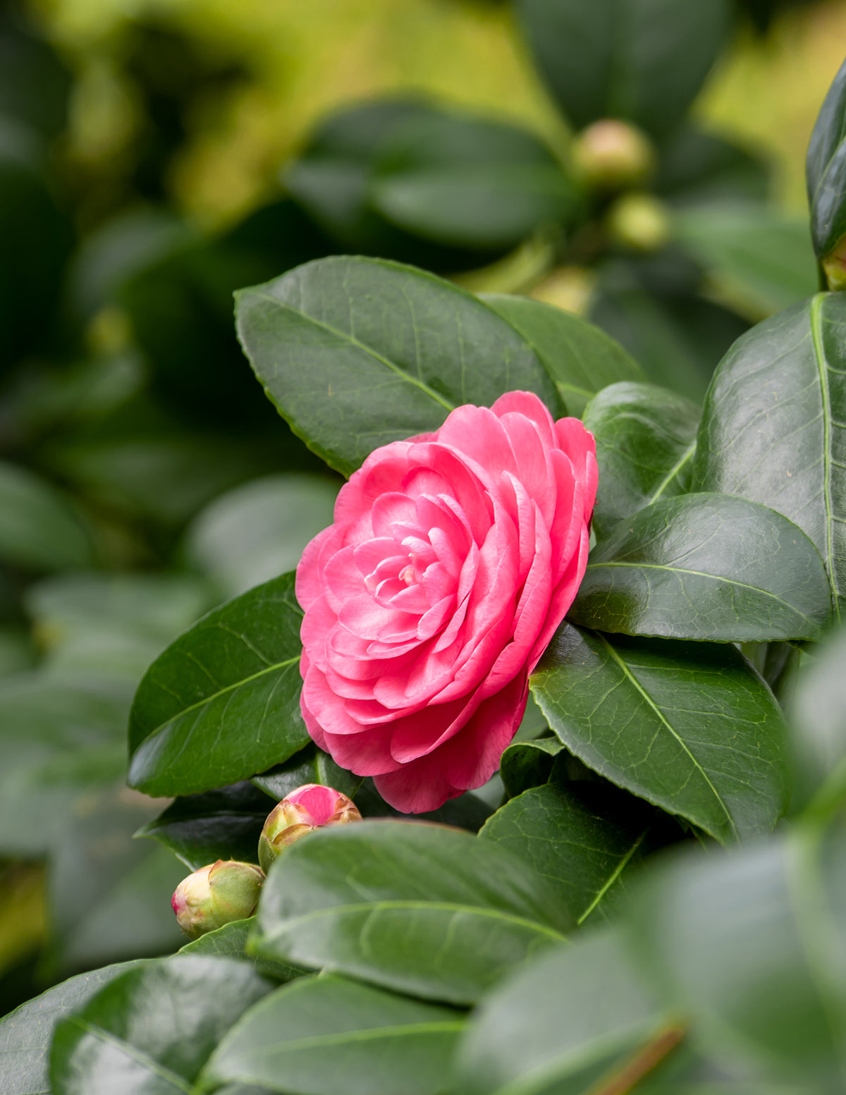 Jack's Camellia