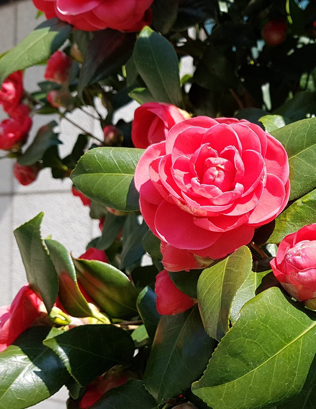 Jack's Camellia