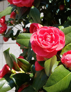 Jack's Camellia