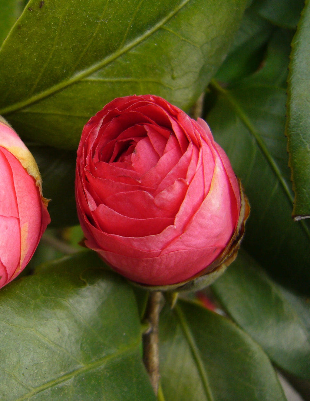 Jack's Camellia