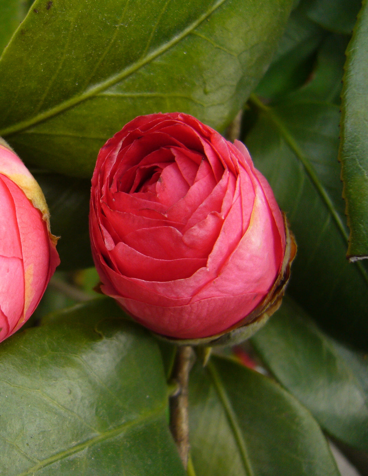 Jack's Camellia
