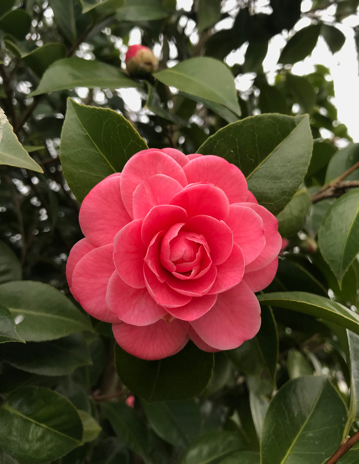 Jack's Camellia