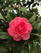 Jack's Camellia