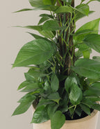 Jade Pothos Totem