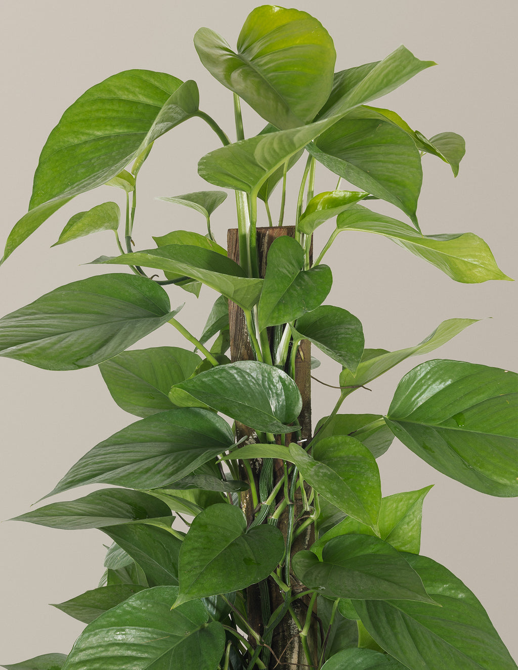 Jade Pothos Totem