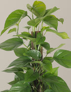 Jade Pothos Totem