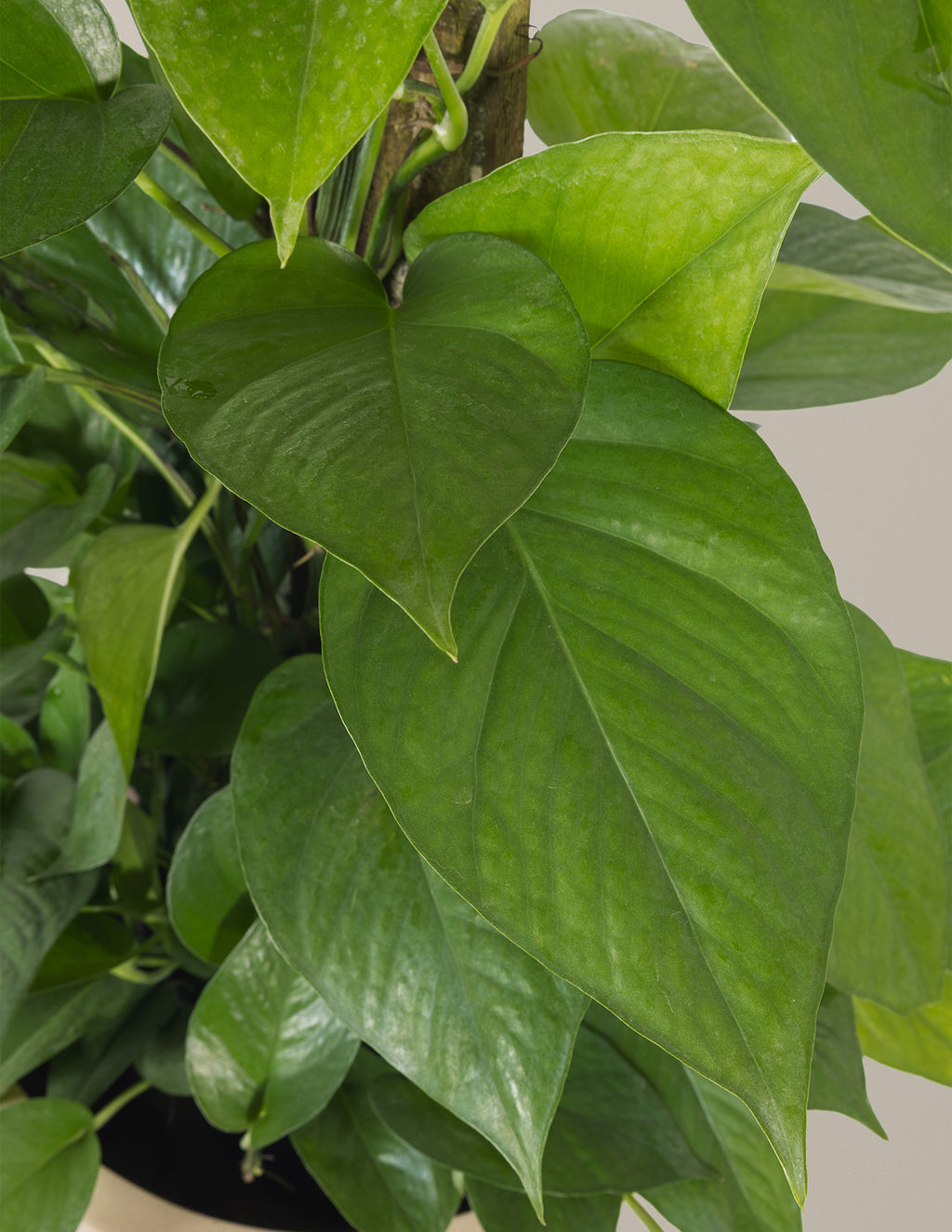 Jade Pothos Totem