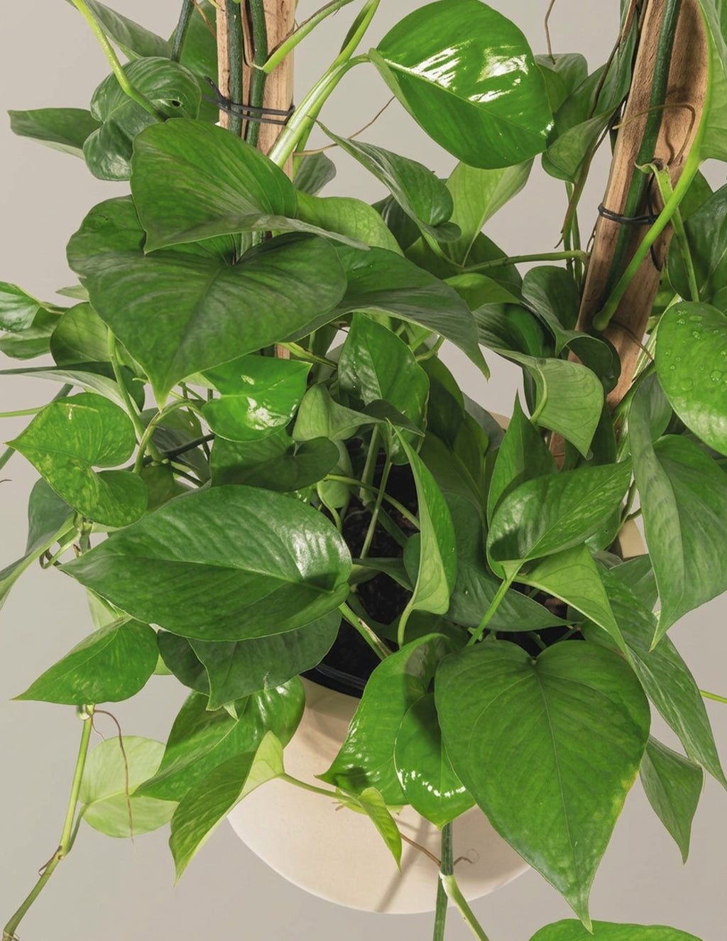 Jade Pothos Trellis