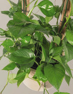 Jade Pothos Trellis
