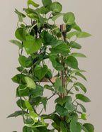 Jade Pothos Trellis