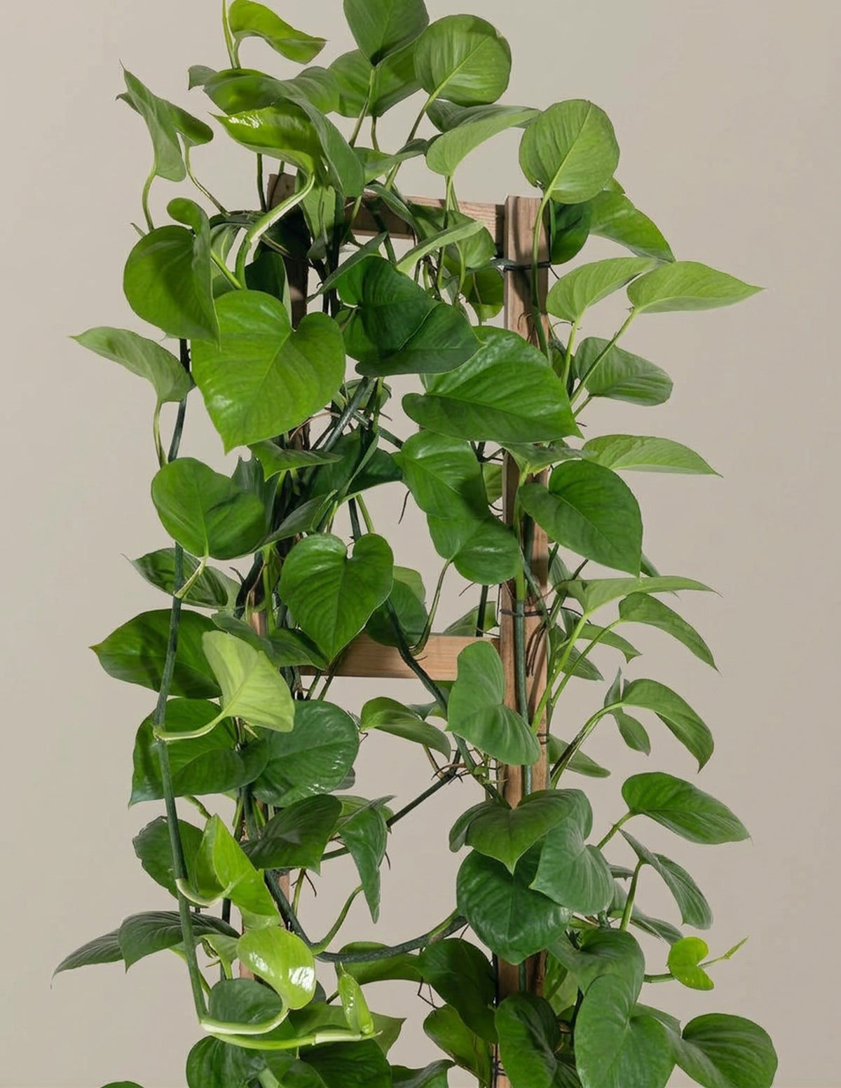 Jade Pothos Trellis