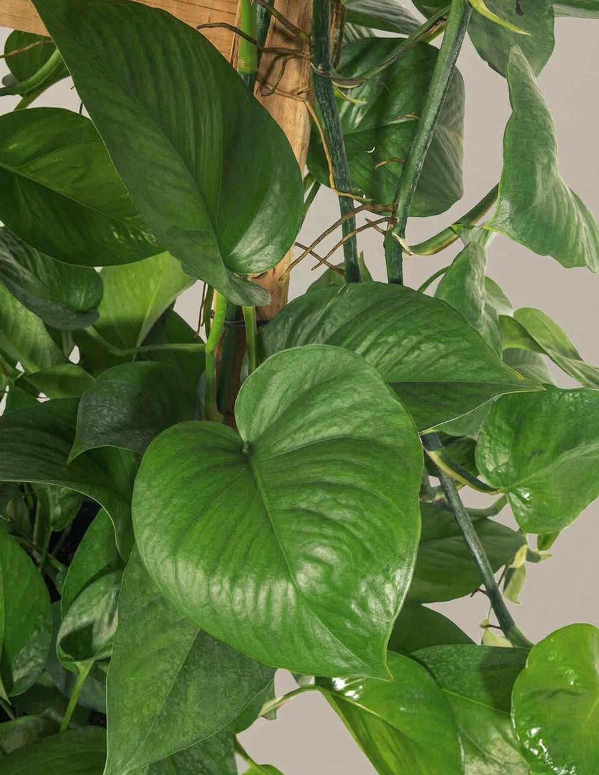 Jade Pothos Trellis