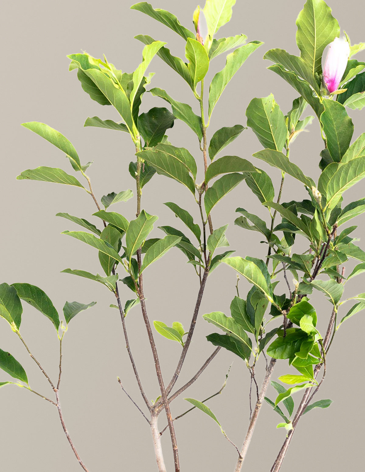 Jane Magnolia