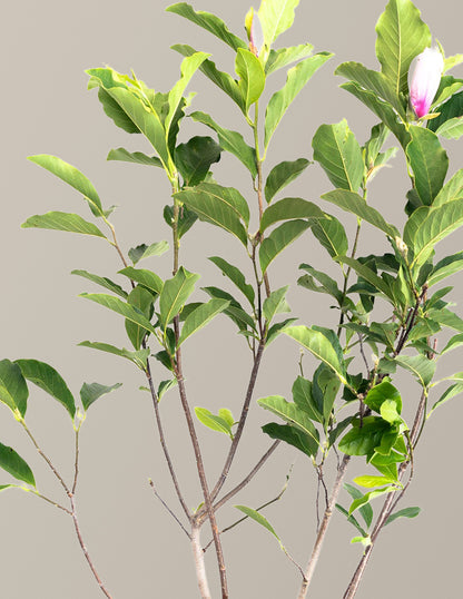 Jane Magnolia