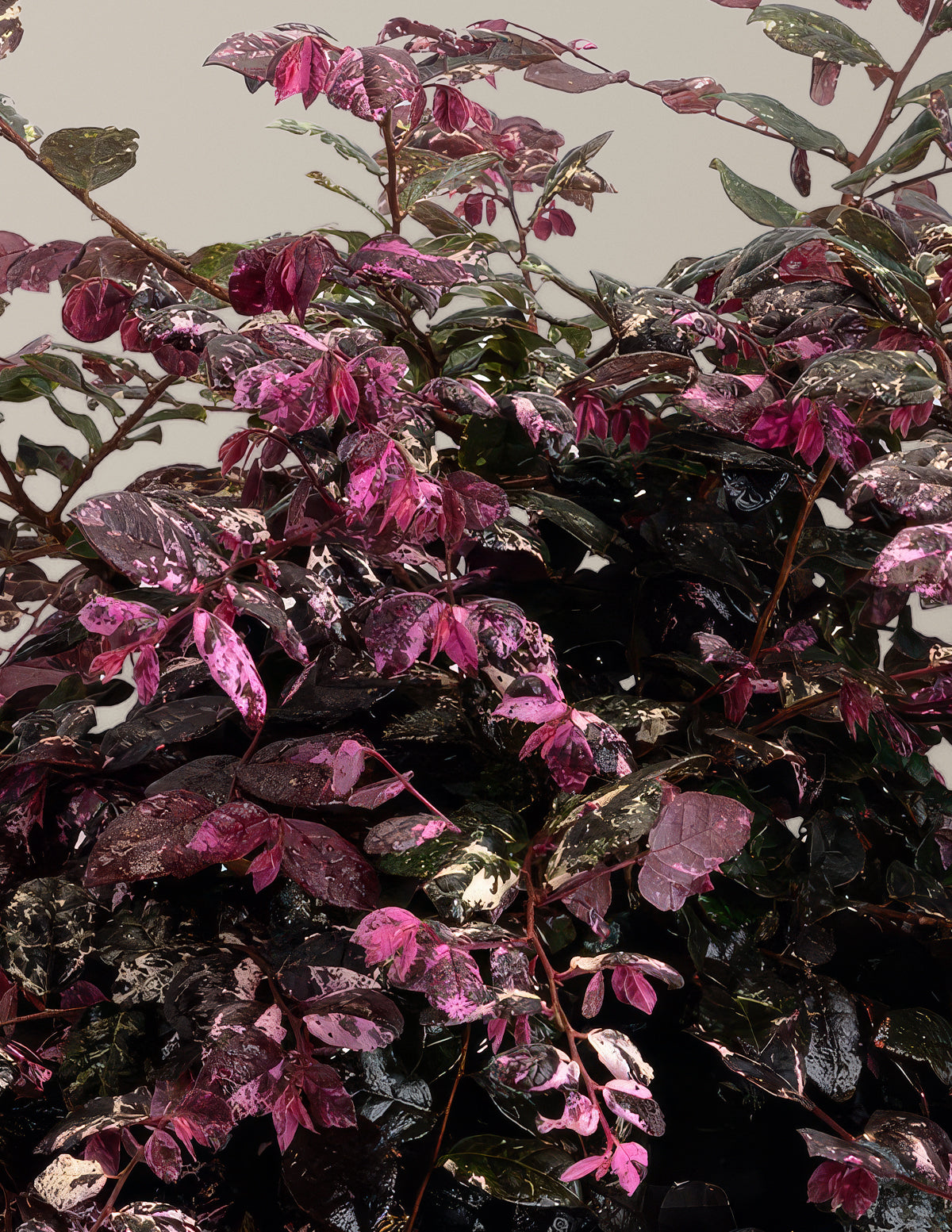 Jazz Hands Variegated® Loropetalum